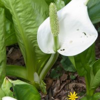 Asian Skunk Cabbage